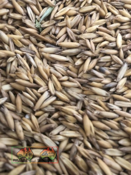Bulka Bags of Seed Oats ($/Ton) - photo 6