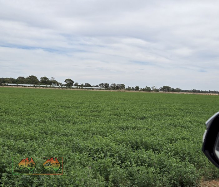 Quality Lucerne Hay 5x4 Rolls - photo 4