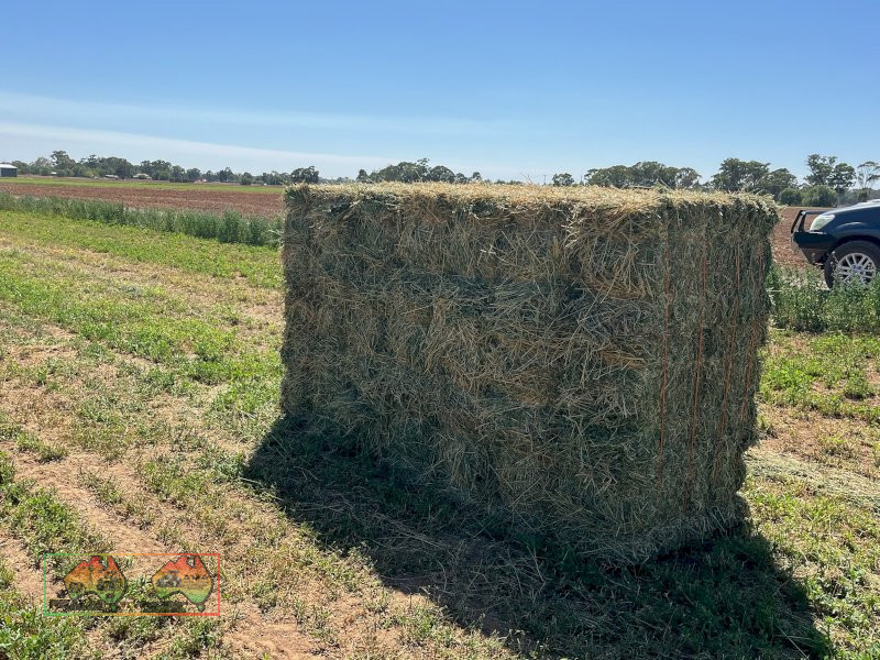 Horse Quality Lucerne Hay ($/bale) - photo 4