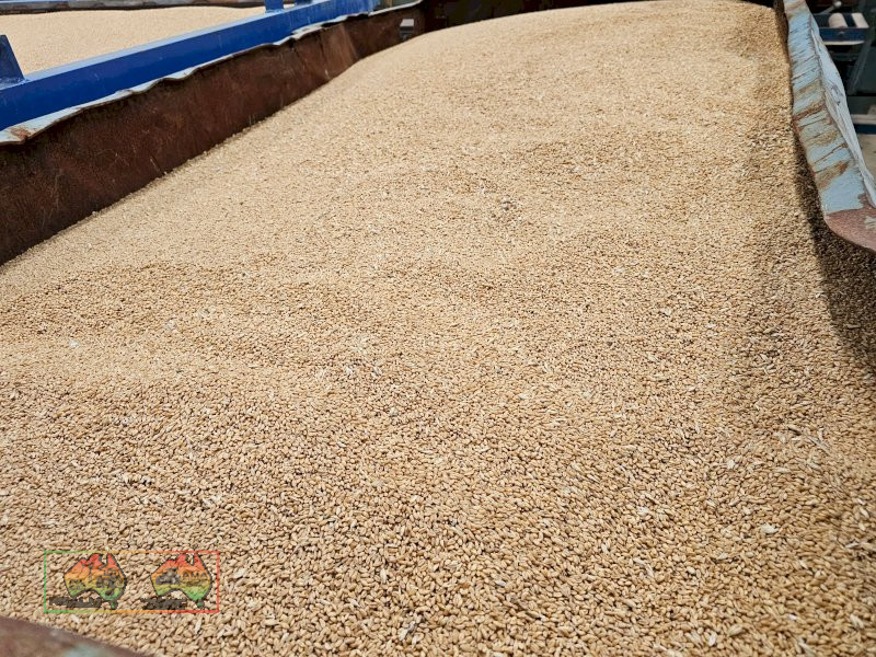 Feed Quality Bennett Wheat ($/ton)