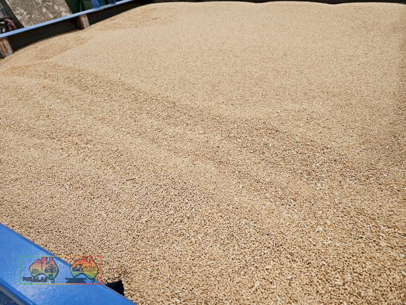 Feed Quality Bennett Wheat ($/ton) - photo 2