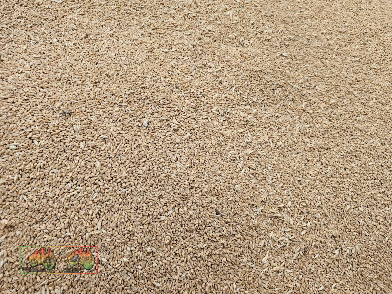 Feed Quality Bennett Wheat ($/ton) - photo 3