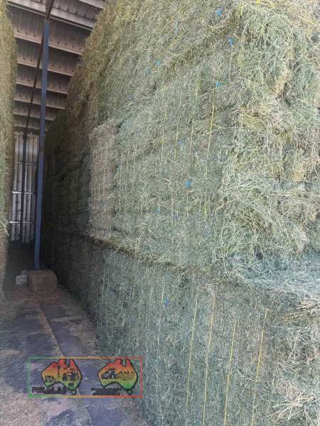 Horse Quality Lucerne Hay ($/bale) - photo 2