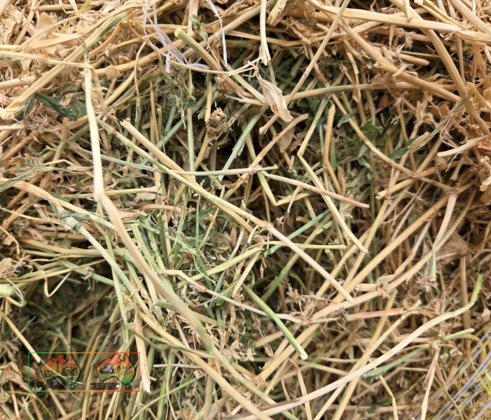 Quality Lucerne Hay 8x4x3 Bales ($/Ton) - photo 6