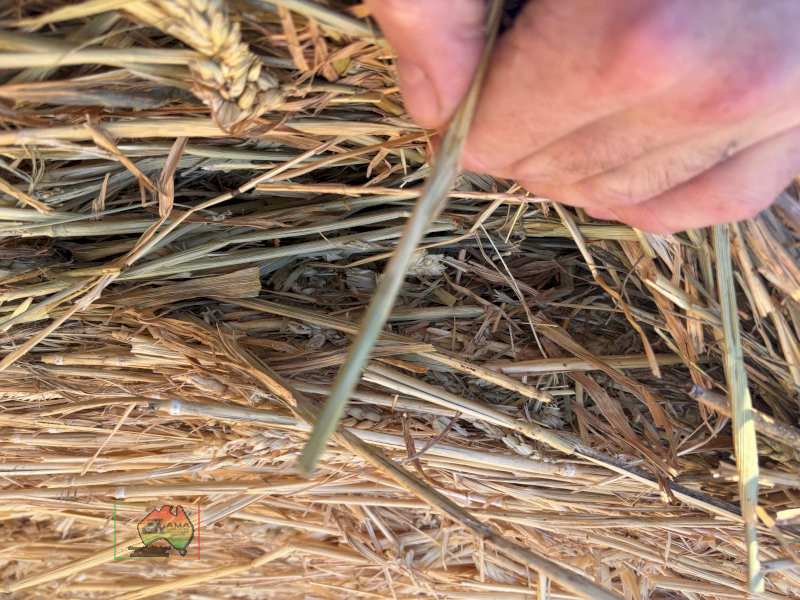 5x4 Quality Wheat & Grass ($/Roll) - photo 3