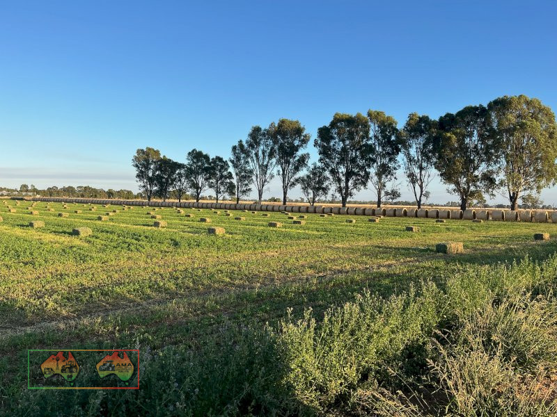 Horse Quality Lucerne Hay ($/bale) - photo 7