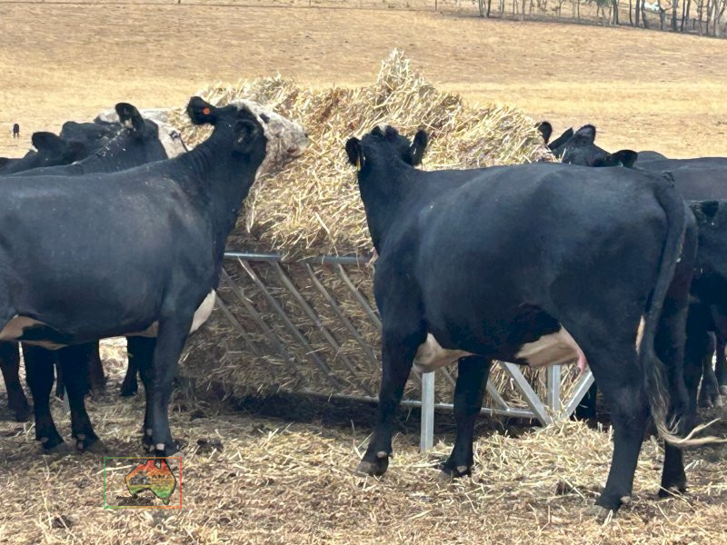 New Galv Sheep/Cattle Hay Feeder Rack - photo 2
