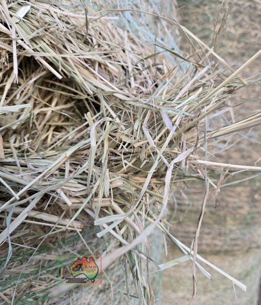 2 Rolls of 4x4 Rhodes Grass Hay (Collect from EUROA) - photo 5