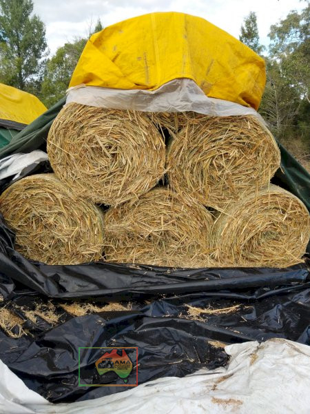 5x Premium BMR Rocket Forage Sorghum Hay - photo 2