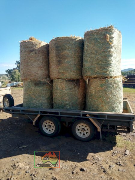 28x Premium BMR Rocket Forage Sorghum Hay - photo 3
