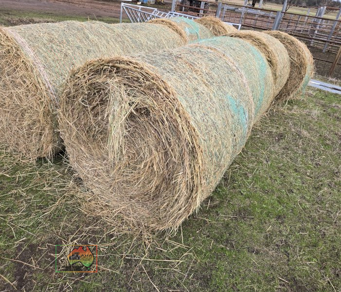 2 Rolls of 4x4 Rhodes Grass Hay (Collect from EUROA) - photo 2