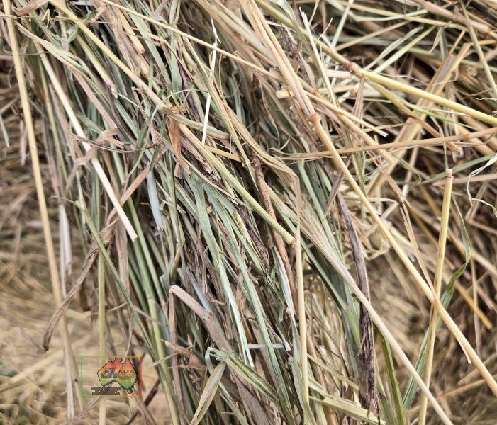 2 Rolls of 4x4 Rhodes Grass Hay (Collect from EUROA) - photo 4