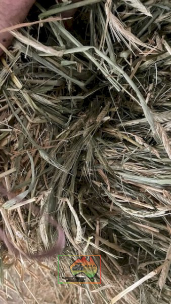 41x Big Squares Barley Hay (Shedded) - photo 4