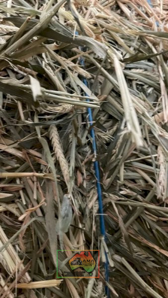 41x Big Squares Barley Hay (Shedded) - photo 3