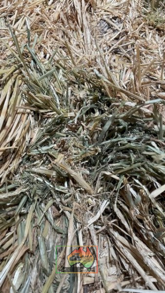 41x Big Squares Wheaten Hay (delivered to Nathalia) - photo 5