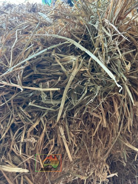 41x Big Squares Wheaten Hay (delivered to Nathalia) - photo 3