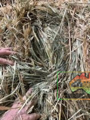 41x Big Squares Wheaten Hay (delivered to Nathalia) - photo 4
