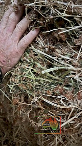 41x Big Squares Quality Pasture Hay (Delivered to Gillieston) - photo 4