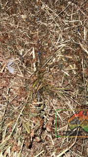 63x Big Squares Quality Pasture Hay (Delivered to Byrneside) - photo 2