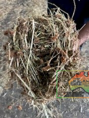 63x Big Squares Quality Pasture Hay (Delivered to Byrneside) - photo 3