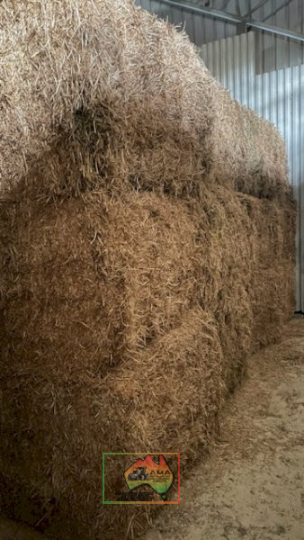 41x Big Squares Vetch Hay (Shedded)