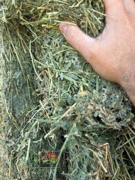 41x Big Squares Premium Lucerne (745Kgs) - photo 2