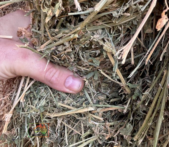 46x Big Squares 98% Lucerne (780Kgs) - photo 4
