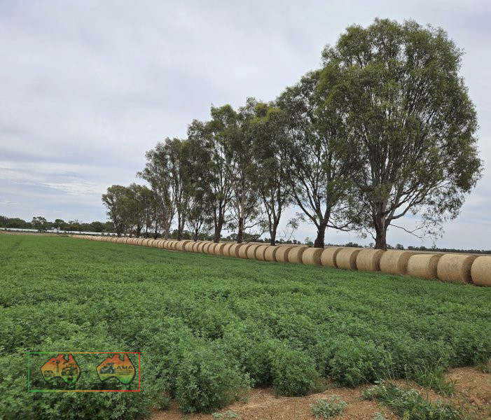 Quality Lucerne Silage Rolls (New Season) ~ REDUCED PRICE - photo 8
