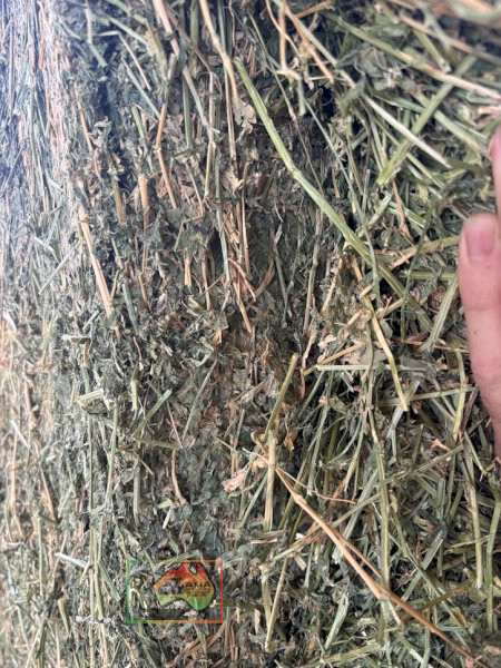 41x Big Squares Premium Lucerne - photo 3