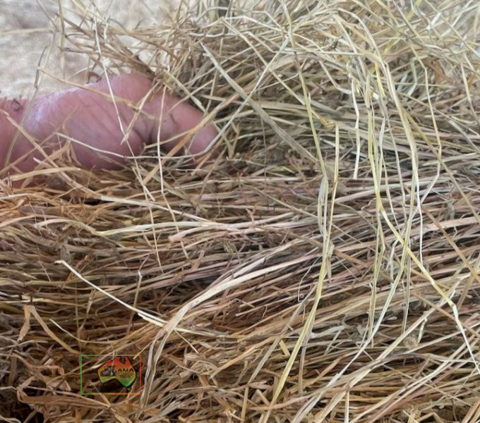 41x Big Squares Quality Pasture Hay - photo 3