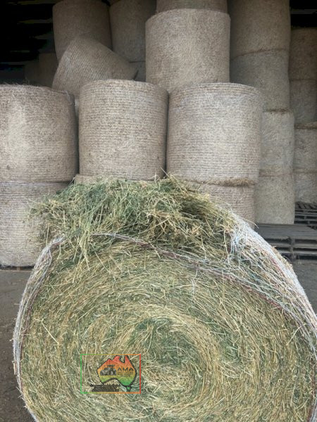 4x4 Rolls of Pure Lucerne Hay (Shedded) - photo 1