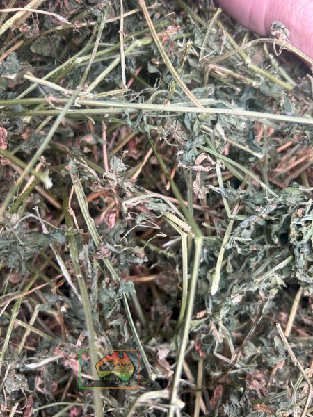 4x4 Rolls of Pure Lucerne Hay (Shedded) - photo 2