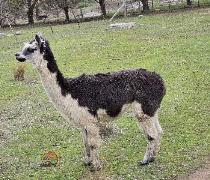 Choice of 4 Alpaca Wethers - photo 1