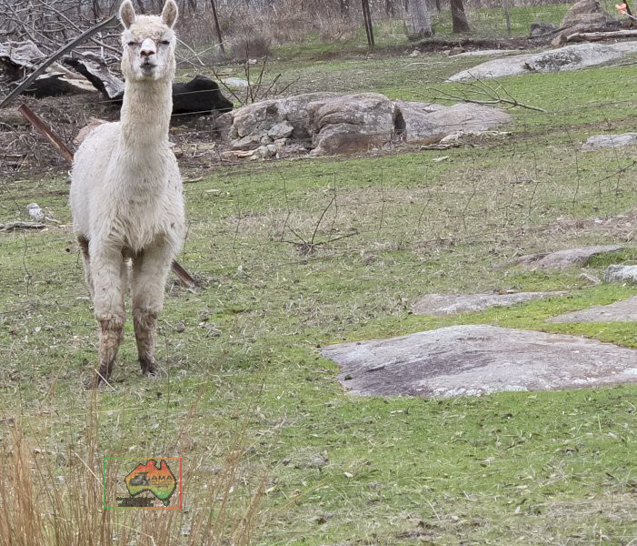 Choice of 4 Alpaca Wethers - photo 4