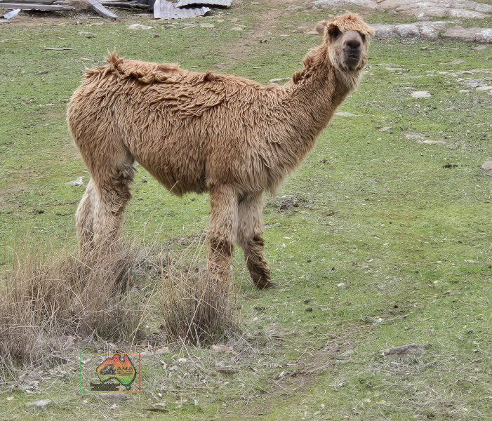 Choice of 4 Alpaca Wethers - photo 3