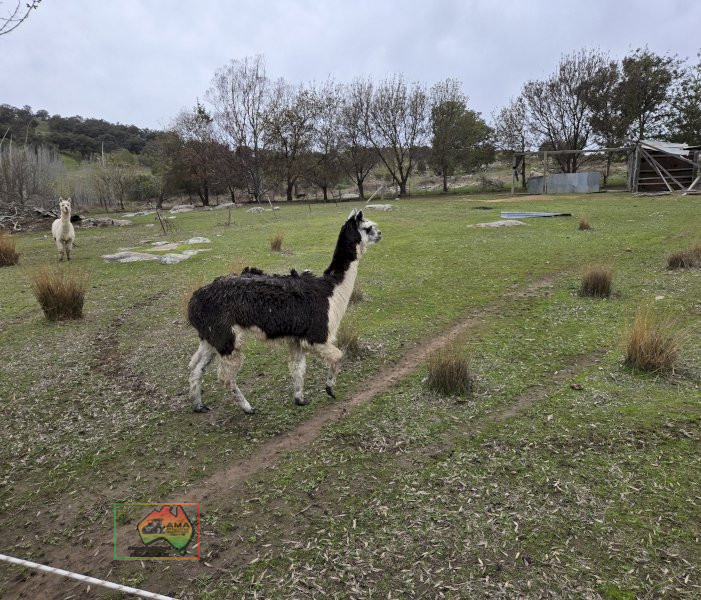 Choice of 4 Alpaca Wethers - photo 5