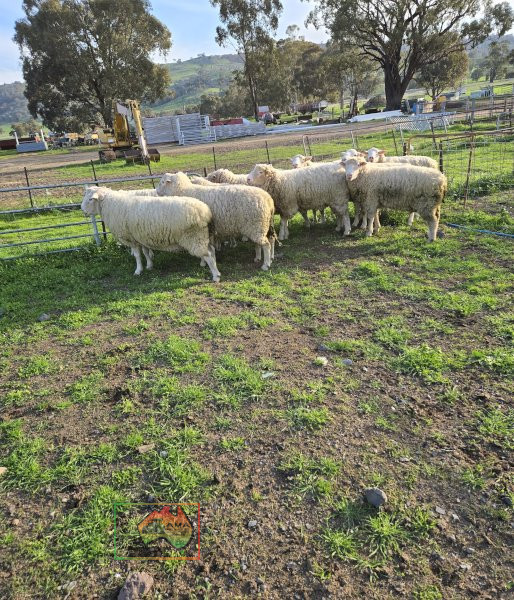Choice of 10 Stud Bred White Suffolk Rams - photo 2