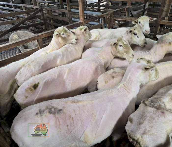Choice of 10 Stud Bred White Suffolk Rams - photo 1