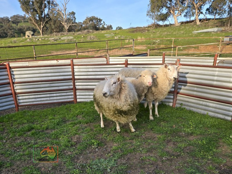 Choice of 2 Stud Bred Border Leicester Rams - photo 2