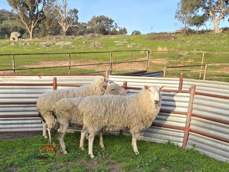 Choice of 2 Stud Bred Border Leicester Rams - photo 1
