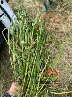 24 Rolls of Italian Ryegrass, Balansa Clover & Oats ($/Bale) - photo 3