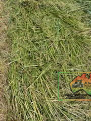 24 Rolls of Italian Ryegrass, Balansa Clover & Oats ($/Bale) - photo 5