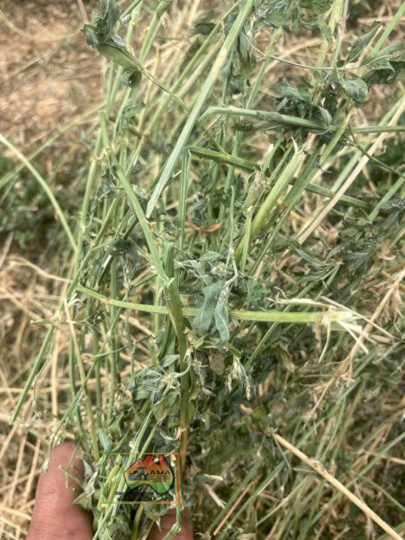 39x Rolls of Pure Lucerne Hay ($/Bale) - photo 2
