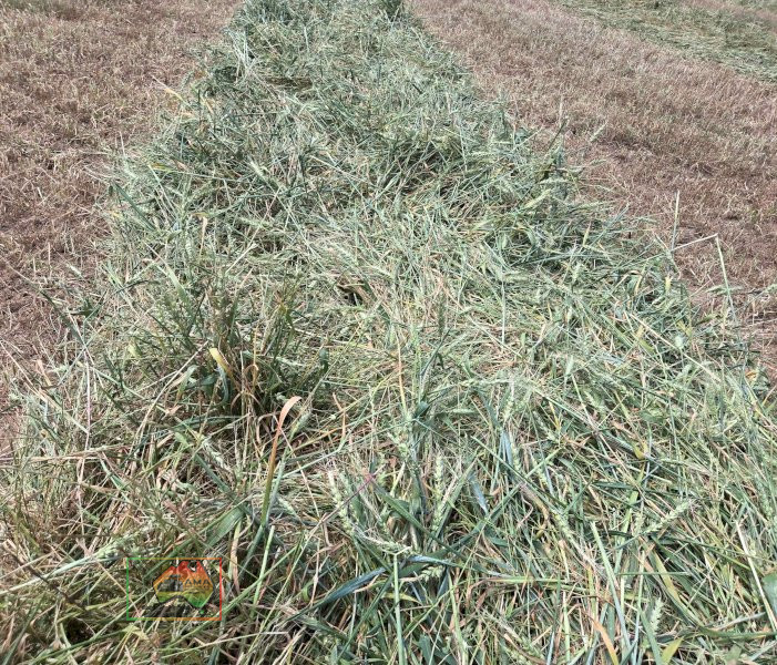 Rolls of Rye & Red Wheat Hay ($/Roll) - photo 4