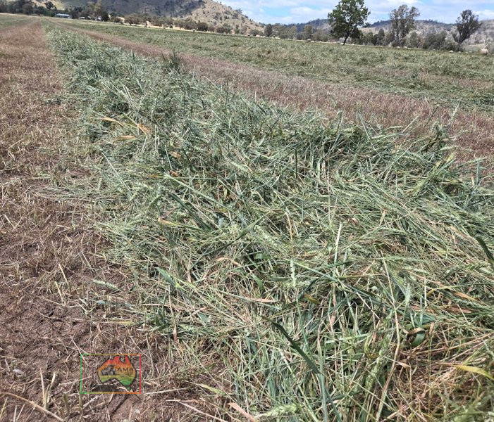 Rolls of Rye & Red Wheat Hay ($/Roll) - photo 3
