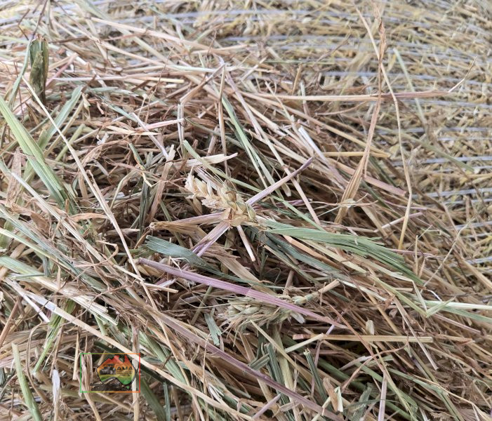 Rolls of Rye & Red Wheat Hay ($/Roll) - photo 5