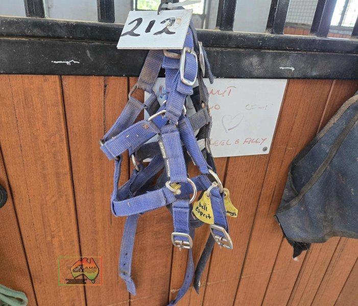 3x Halters