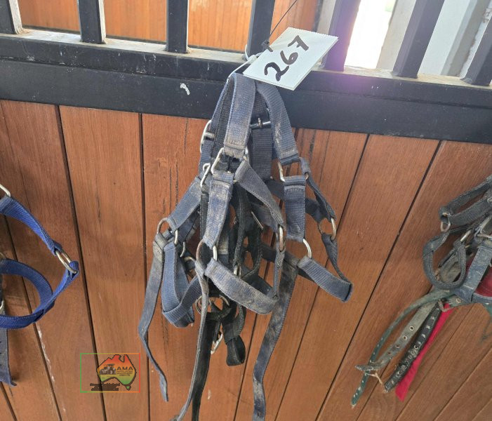 4x Halters