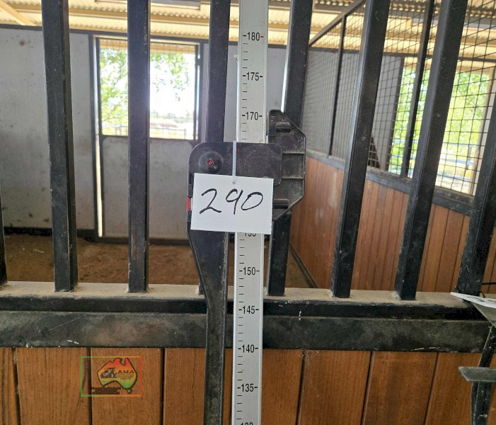 Horse Height (Hands) Measure - photo 3