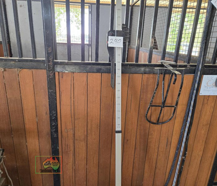 Horse Height (Hands) Measure